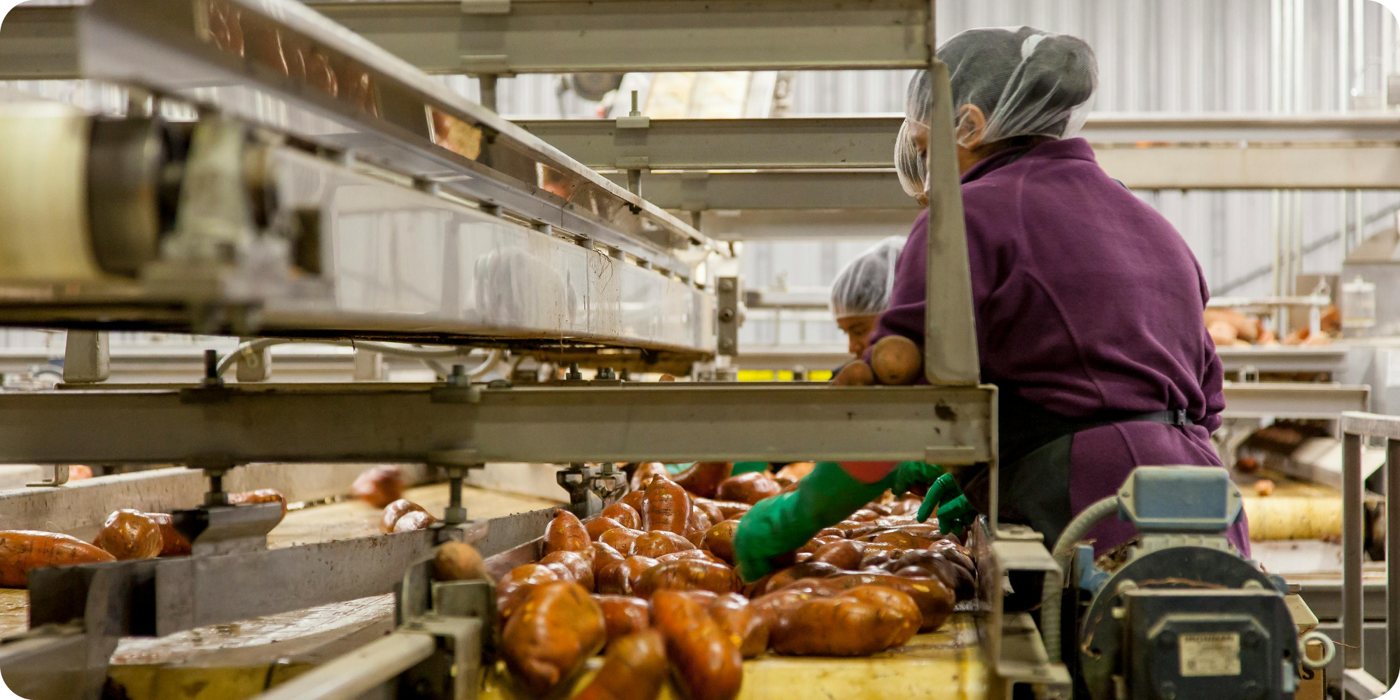 How does food processing and manufacturing work